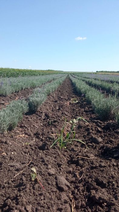 Лаванда. Троянди. Саджанці квітів
