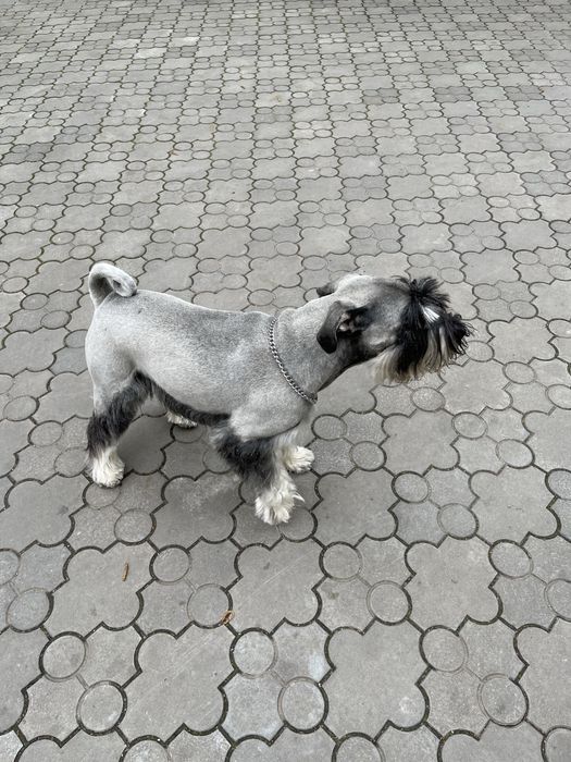 Мітельшнауцер 5 років шукає дівчинку