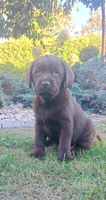 Labrador Retriever -rodowód ZKwP / FCI-   suczka czekoladowa