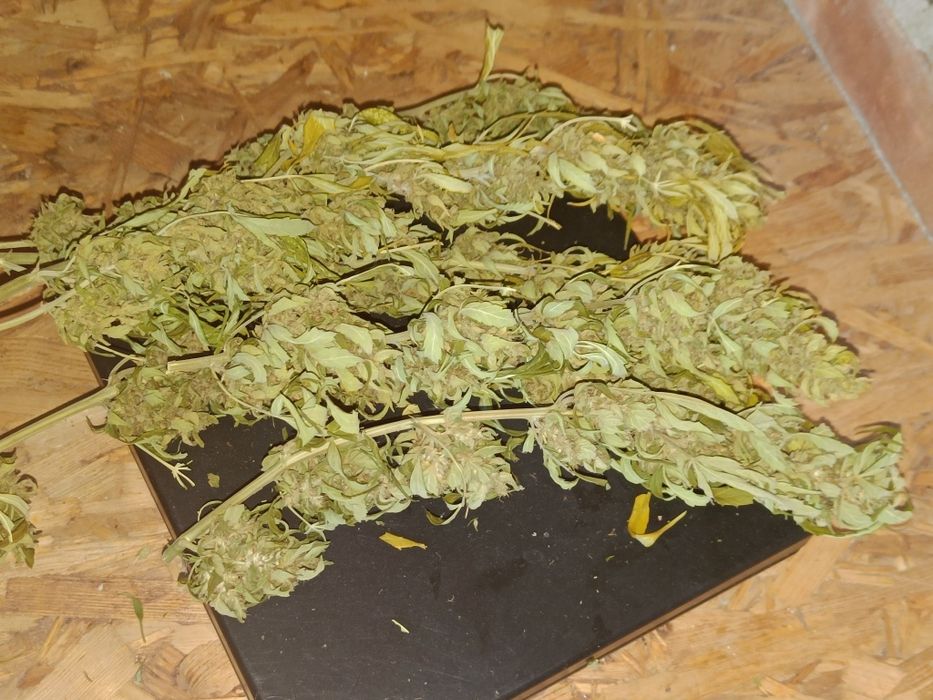 50 gramów susz Kilka dużych topów/gałązek CBD CBDV V Victory Auto