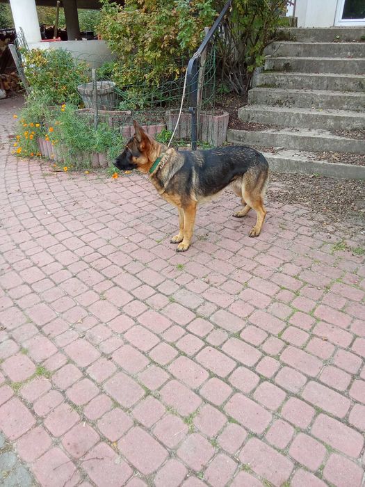 Oddam za darmo owczarka niemieckiego