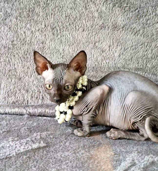 Czarna koteczka Sfinks Kanadyjski