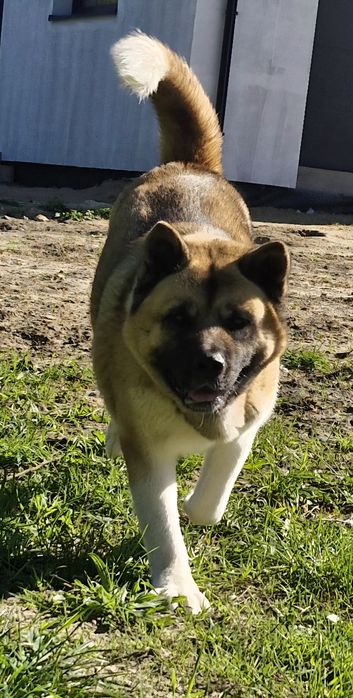 Akita Amerykanska FCI szczenie, piesek