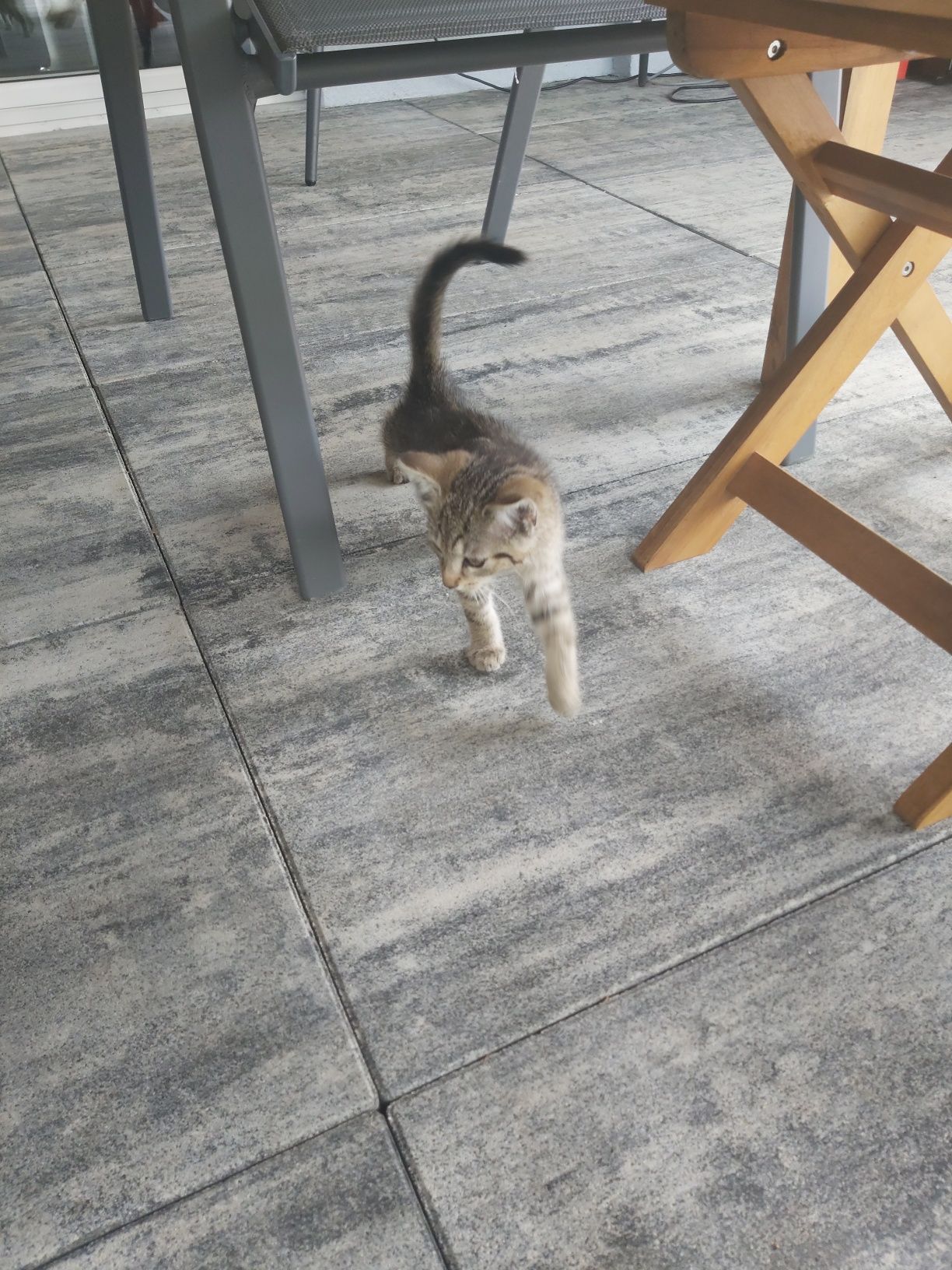Kotki, kotki, kotki