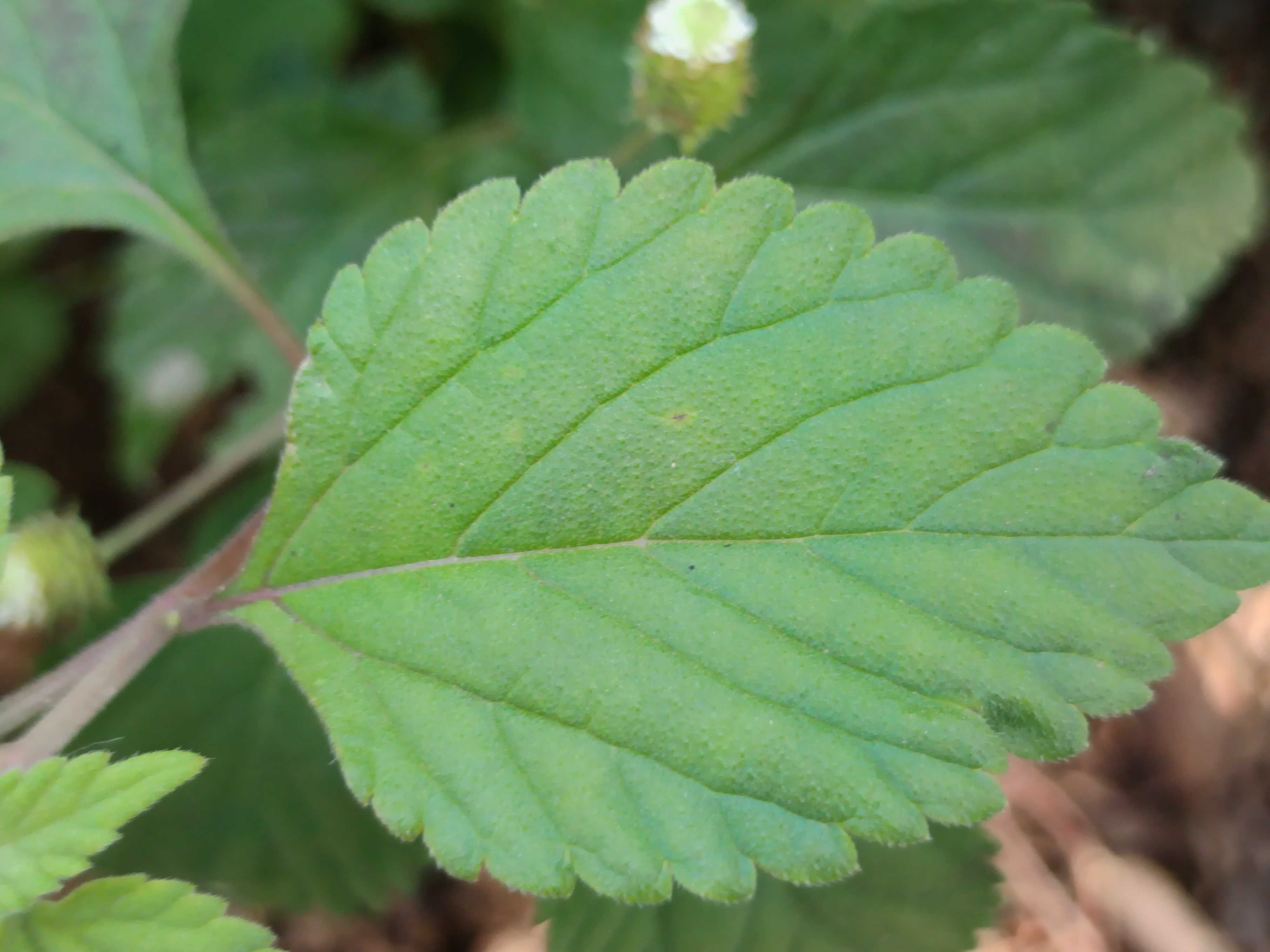 Erva Doce dos Aztecas - Lippia dulcis