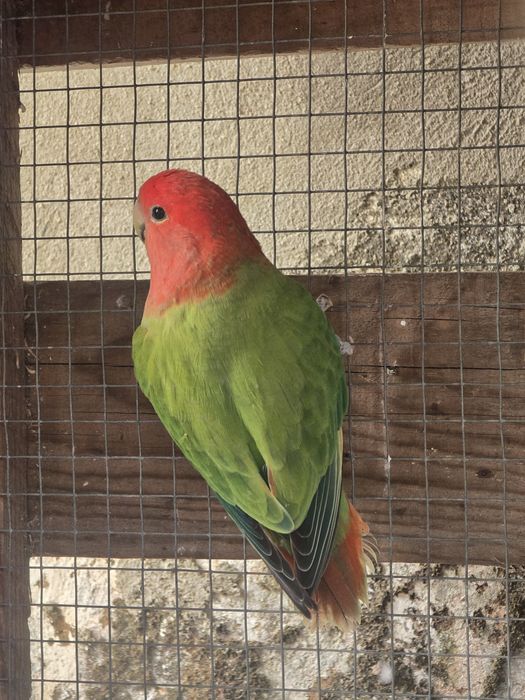 Agapornis Roseicollis