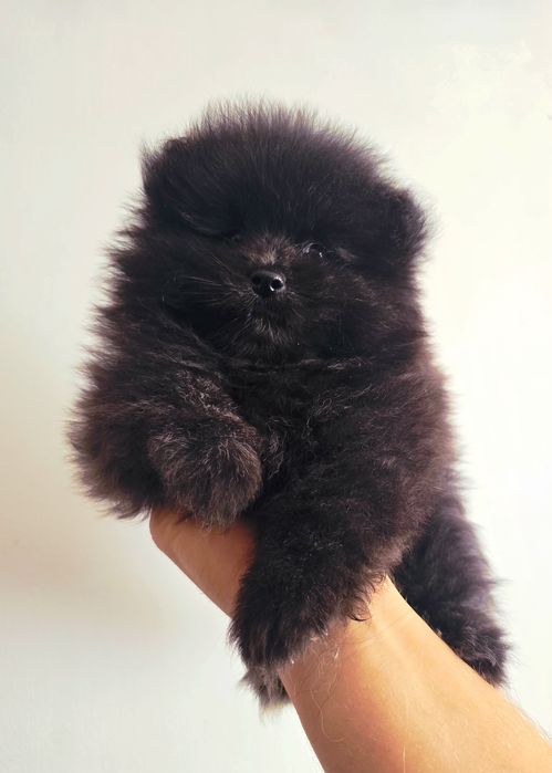 Szpic miniaturowy pomeranian