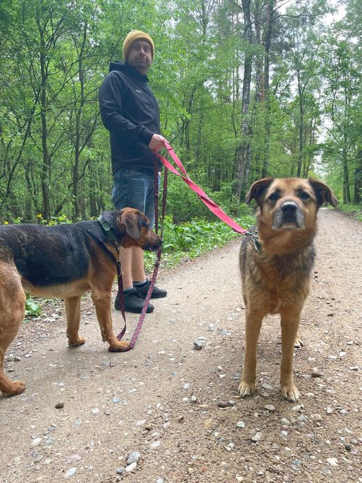 Kochany Gomez na tropie domu