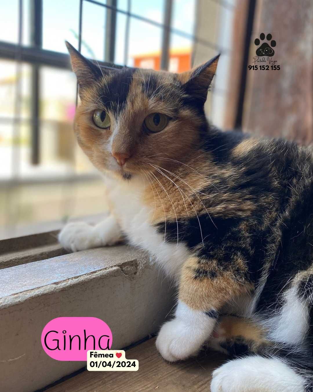 Gata tricolor para adoção (Ginha)