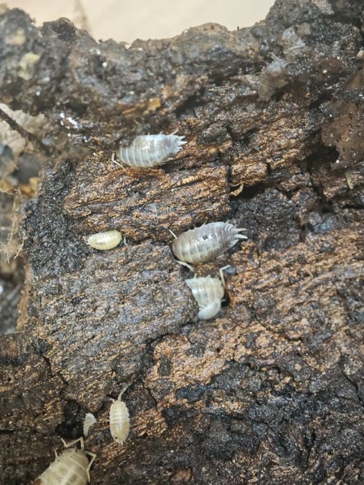 Isopody Ekipa Sprzątająca, proste w hodowli, 3 odmiany do wyboru