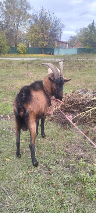 Продам цапа племиного чисто кровний альпійський