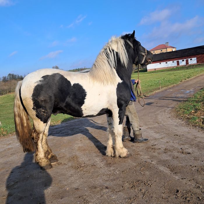 Sprzedam ogiera zimnokrwistego karo-srokaty