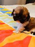 Śliczna sunia Shih tzu z rodowodem