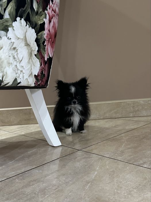 Szczeniak Chihuahua Długowłosa