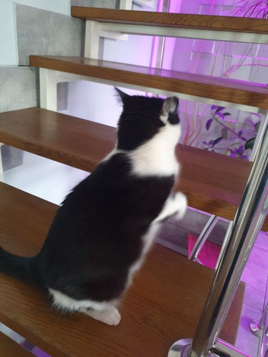 Передам кішку в добрі руки