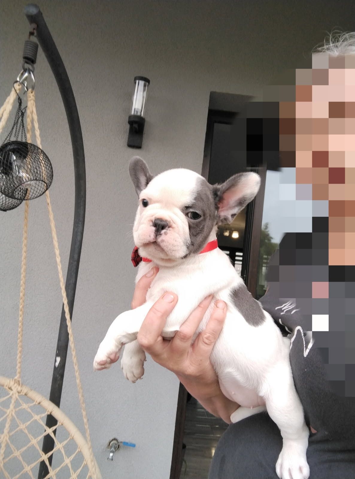 Buldog francuski szczeniak z Rodowodem