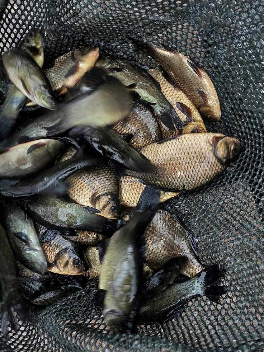 Narybek i kroczek. Karp, lin, karaś