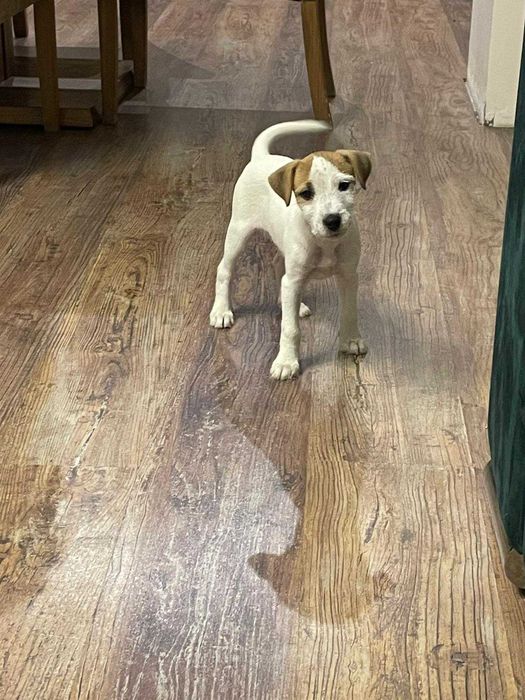 Parson Russell terrier szuka domu, wiek 10 tygodni