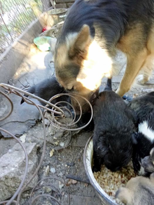 Щенята родились 9.08 в чергу их мама. метис овчарки длинношерстной.