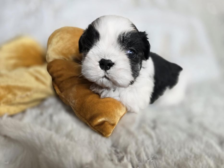 Shih - Tzu piesek Zkwp FCI