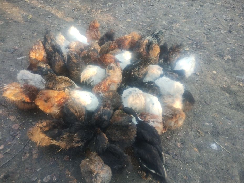 SILKA jaja PARA Kogut Kura