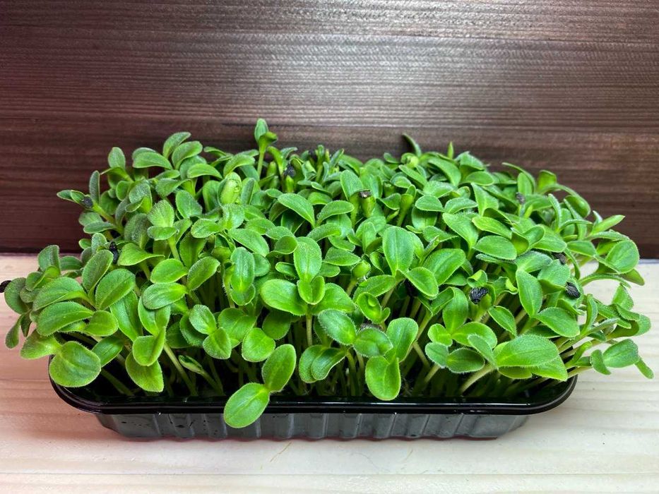 Мікрозелень в наявності! (більше 20 культур)