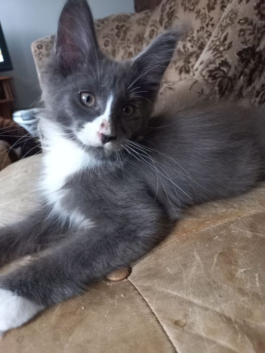 Kocurek Maine Coon
