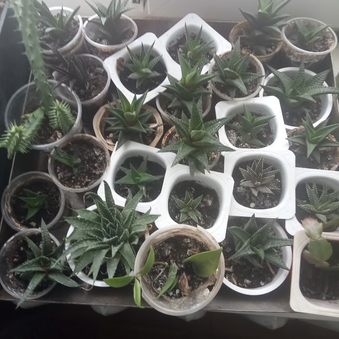 Хавортия лимифолия, блоссфельда- сукуленты. Алоэ остистое, гуэрния.