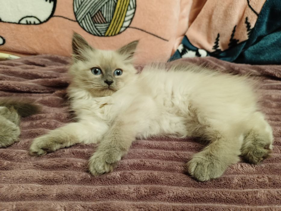 Котята Невские Маскарадные