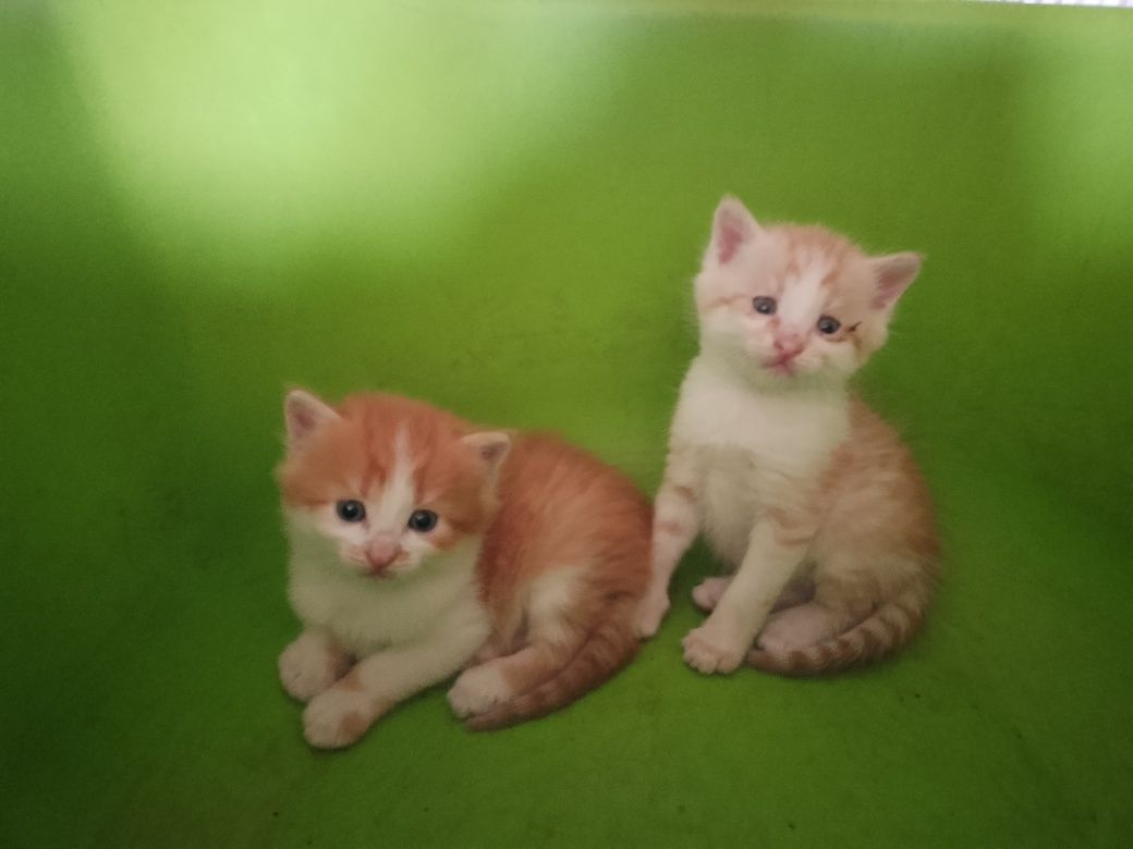 Вiтдамо котиків у добрі руки