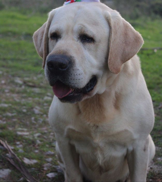 Labrador Retriever com lop e afixo