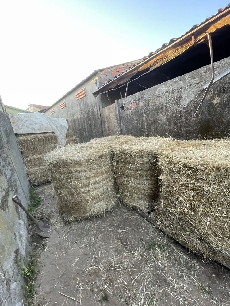 Rolos de palha de azevem de qualidade