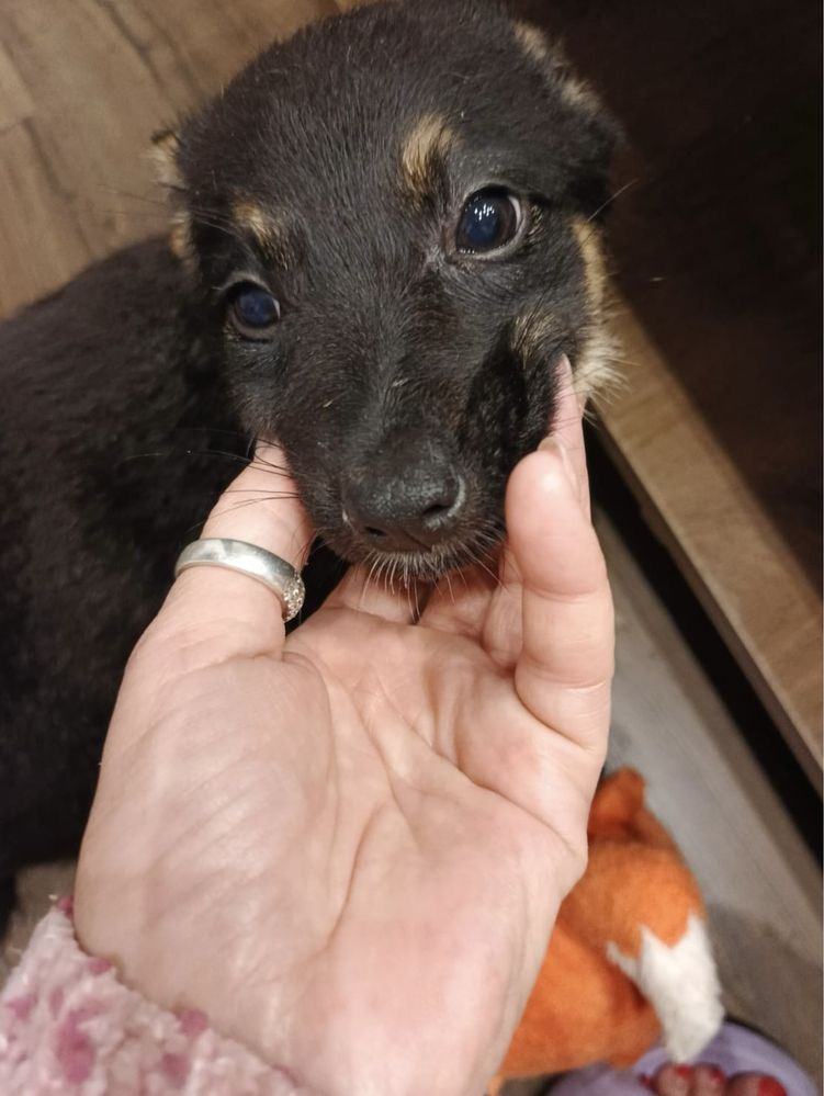 Cztery bajkowe księżniczki do adopcji