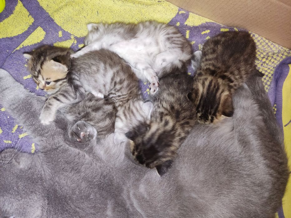 Британські кошенята, бронь