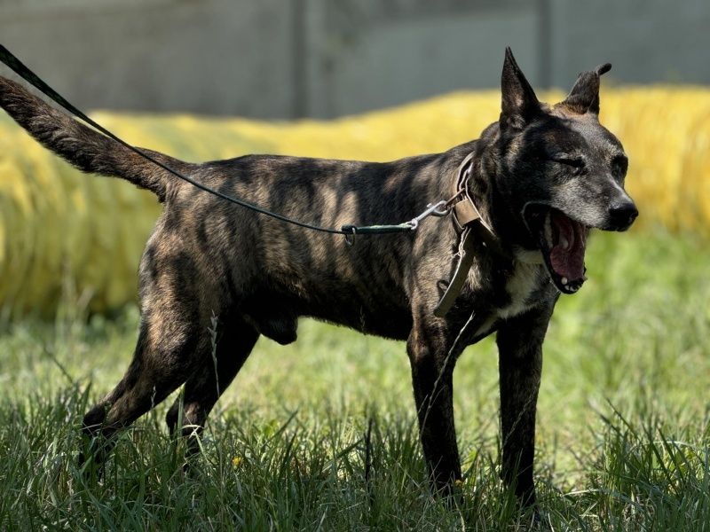 Morengo do adopcji!