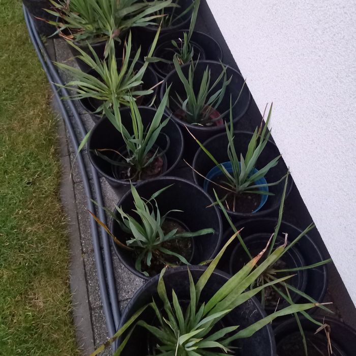 Juka ogrodowa karolińska Yucca w doniczce