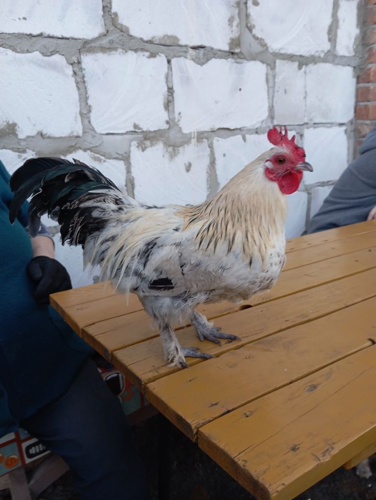 Kogut liliput zmieni kurnik
