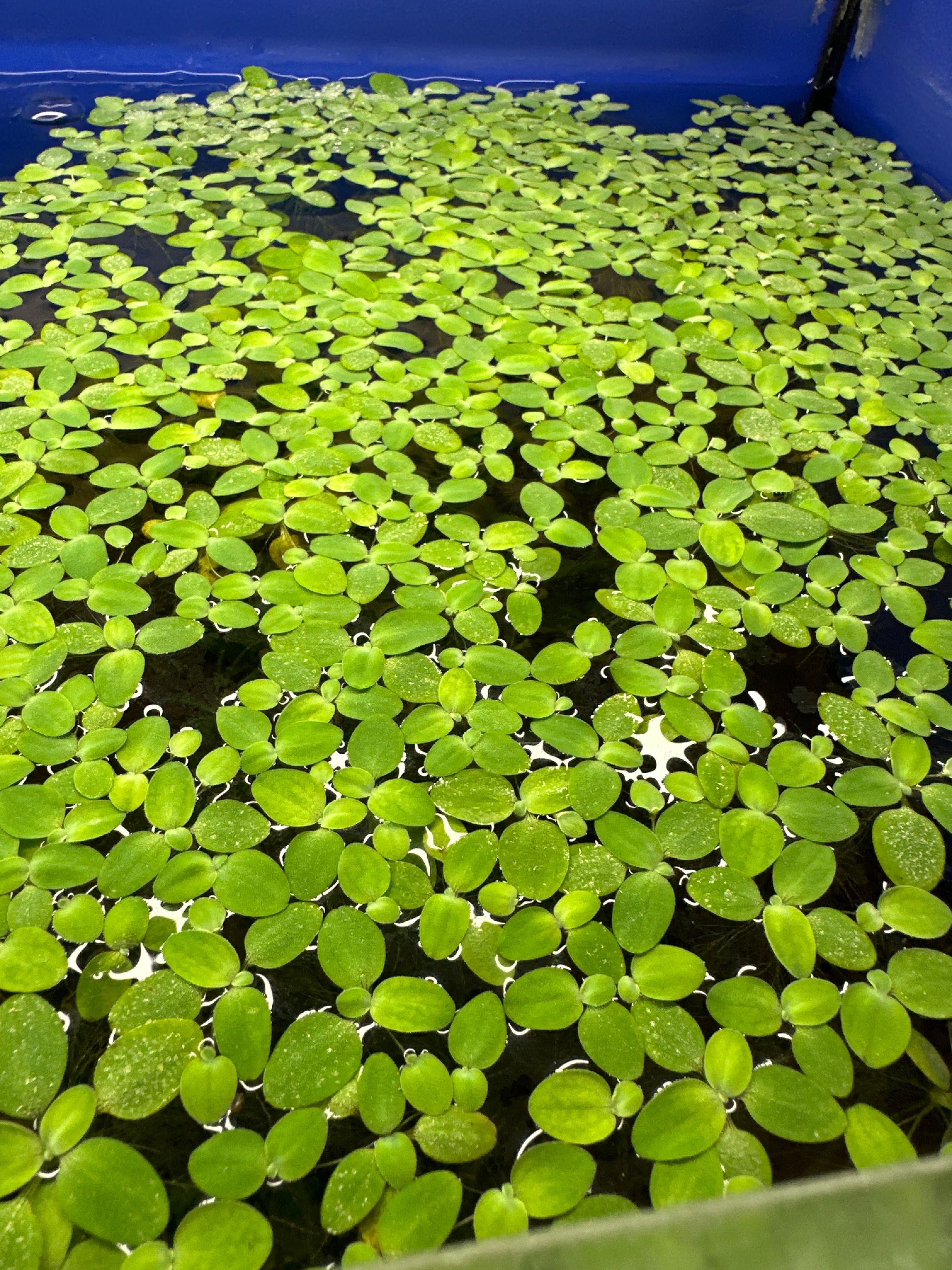 Водорості плаваючі акваріумні на поверхні Пістія капуста водяний салат