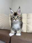 Amina-kotka Maine Coon
