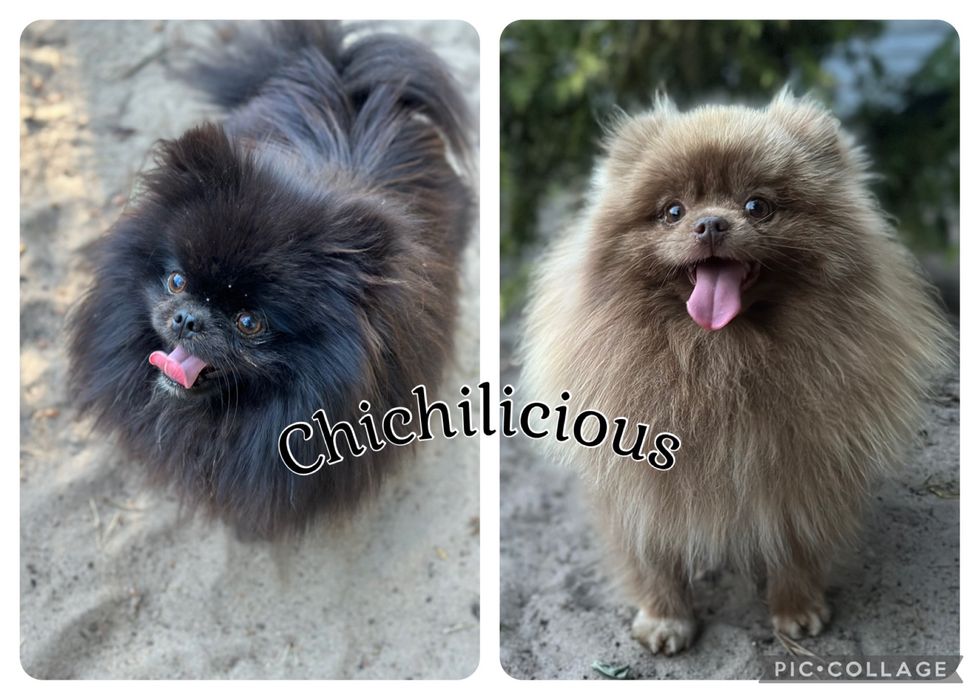 POMERANIAN szpic miniaturowy miś lalka :)