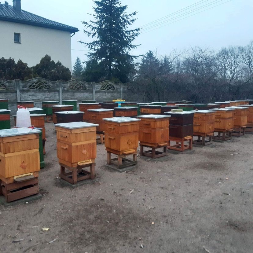 Odkłady pszczele 2024