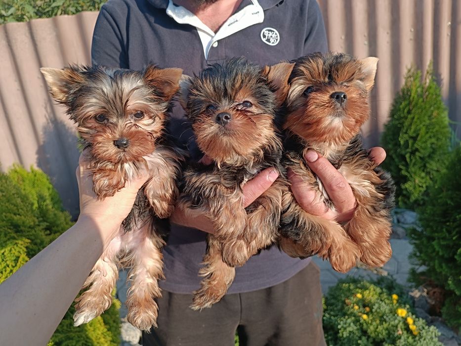 Привитые щенки Йорка