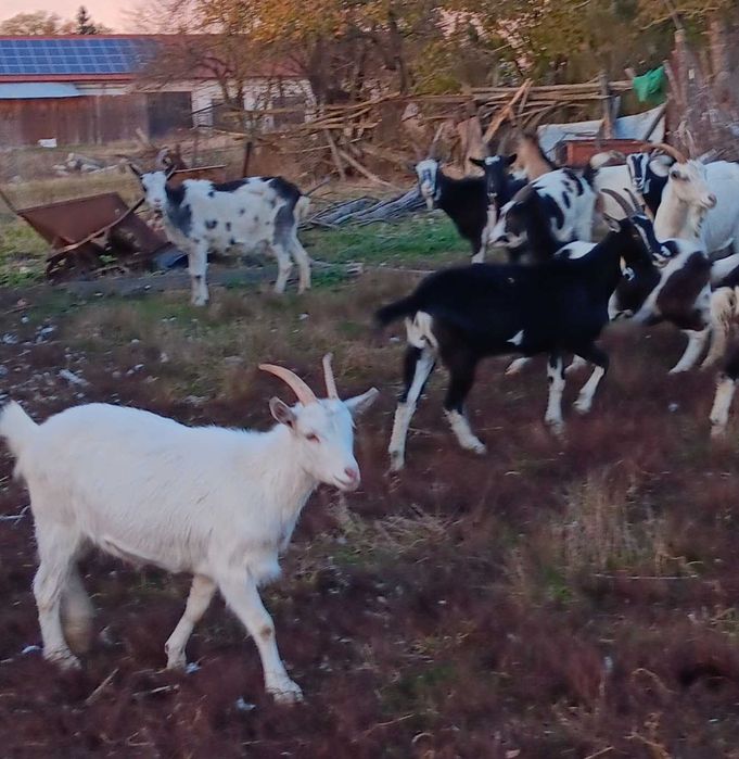 Sprzedam kozy zakocone