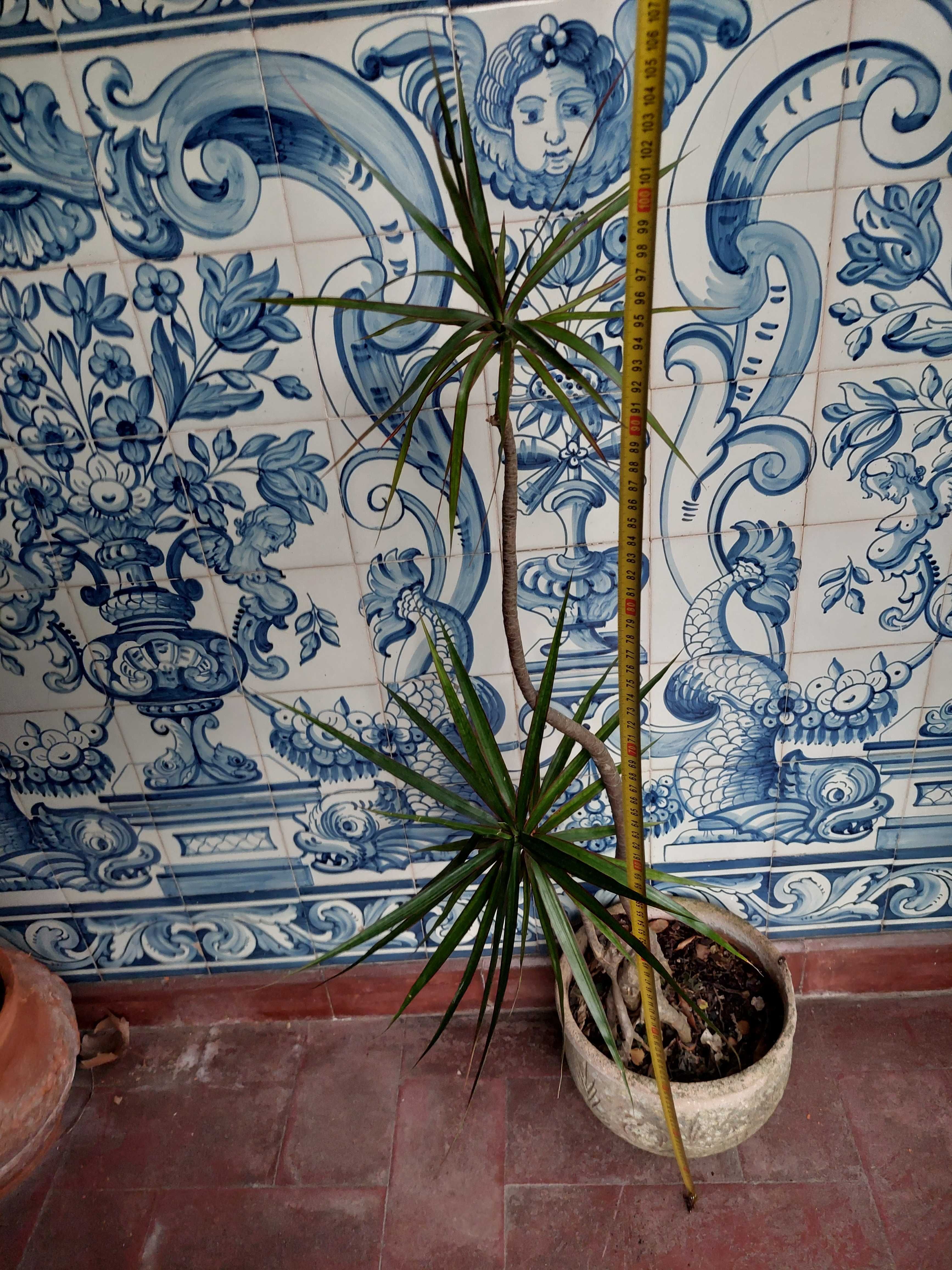 Dragoeiro de Madagáscar – Dracaena marginata