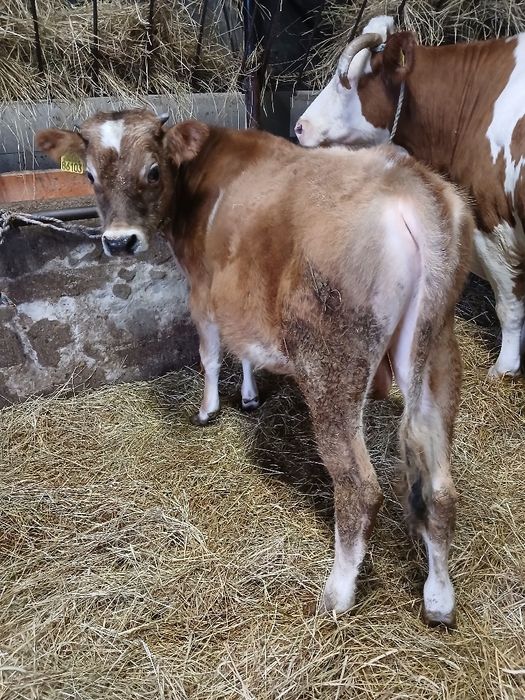 Byk, byczek 5 miesięcy czerwono-biały mieszaniec do hodowli