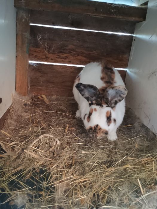 Sprzedam królika rasy romskiej 3 barwy z rodowodami