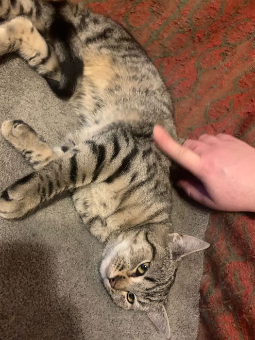 4=5 miesięczna kotka szuka domu niewychodzącego