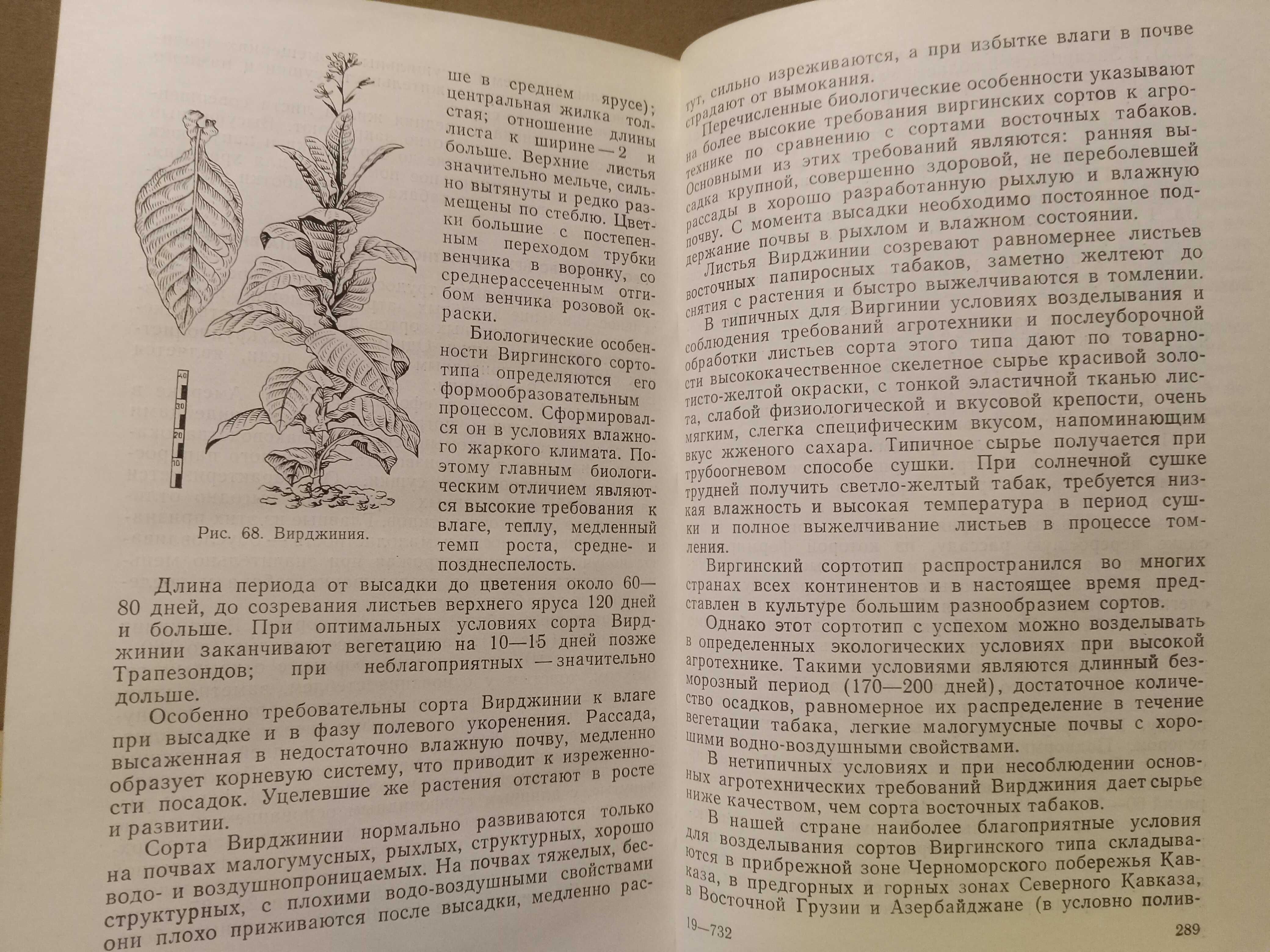 Табаководство. ( Табак. Выращивание )