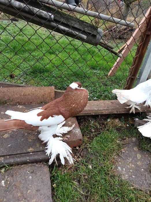 Gołębie ozdobne różne