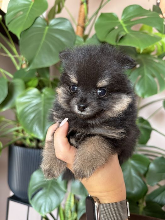 Szpic miniaturowy pomeranian black tan sunia/piesek